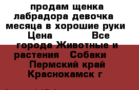 продам щенка лабрадора девочка 2 месяца в хорошие руки › Цена ­ 8 000 - Все города Животные и растения » Собаки   . Пермский край,Краснокамск г.